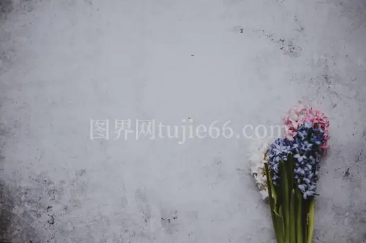 灰色背景下的多彩花瓣