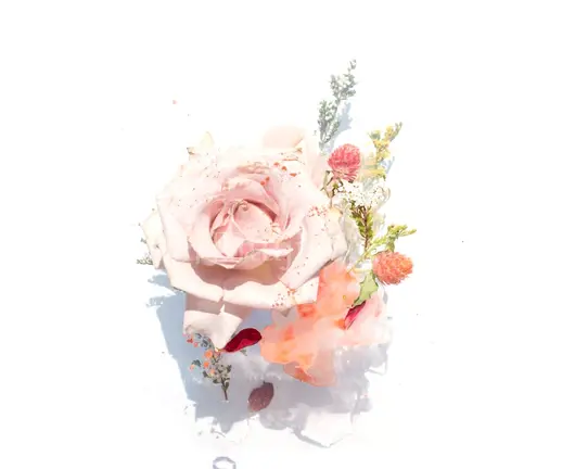 粉红玫瑰插画艺术