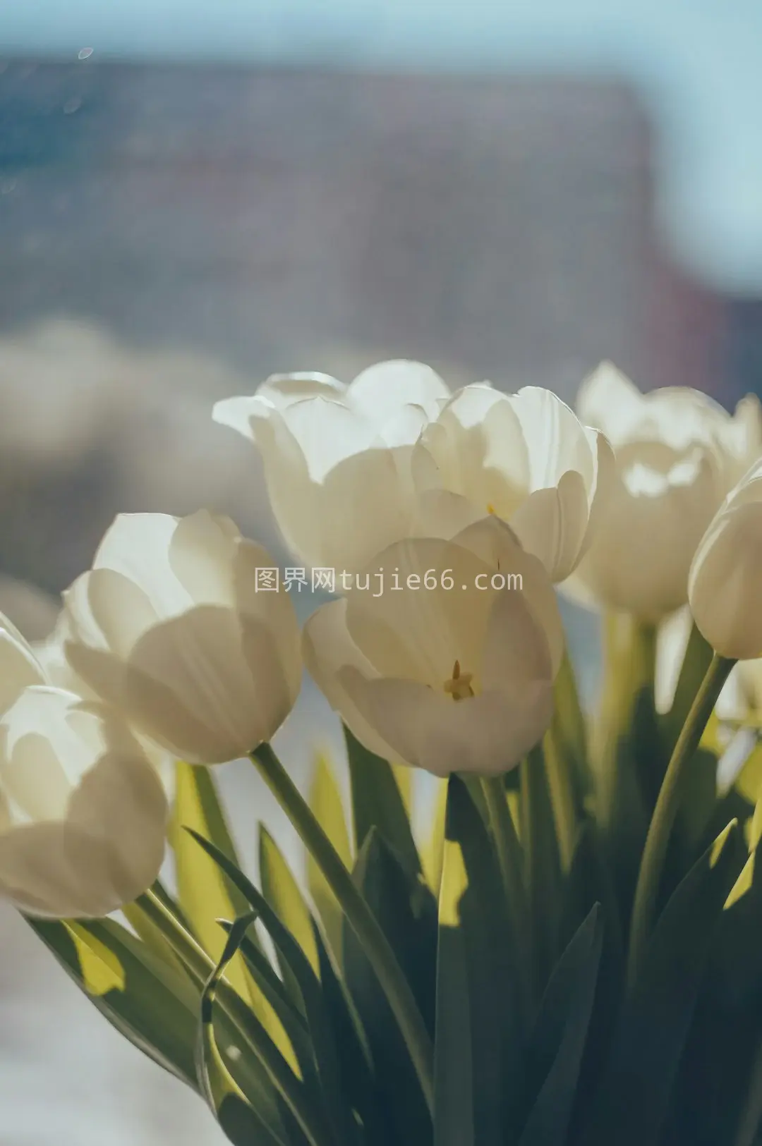 桌面上白色花朵盛放花瓶图片