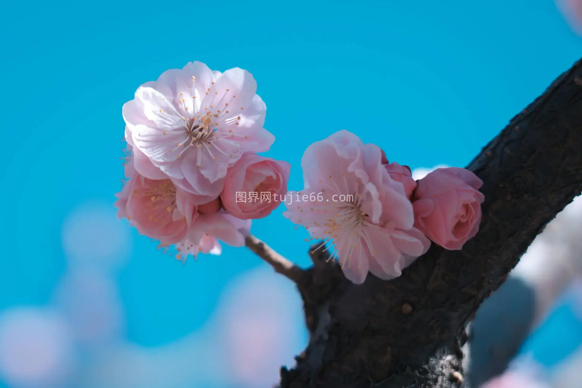 樱花枝头映蓝天图片