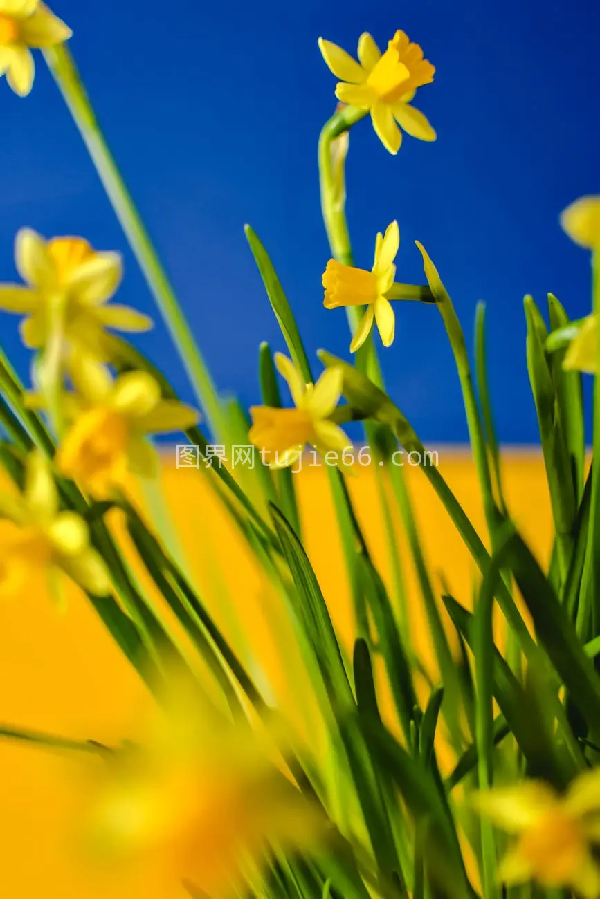 特写水仙花春意盎然图片