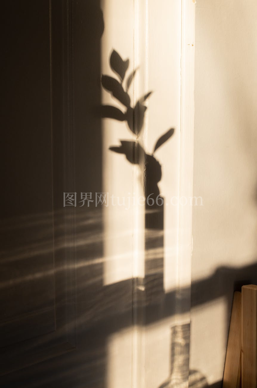 阳光映照白墙玻璃花瓶影叶