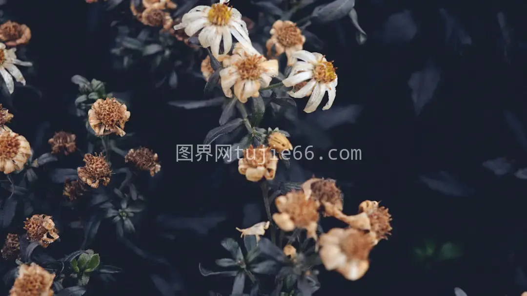 花朵特写瞬间图片