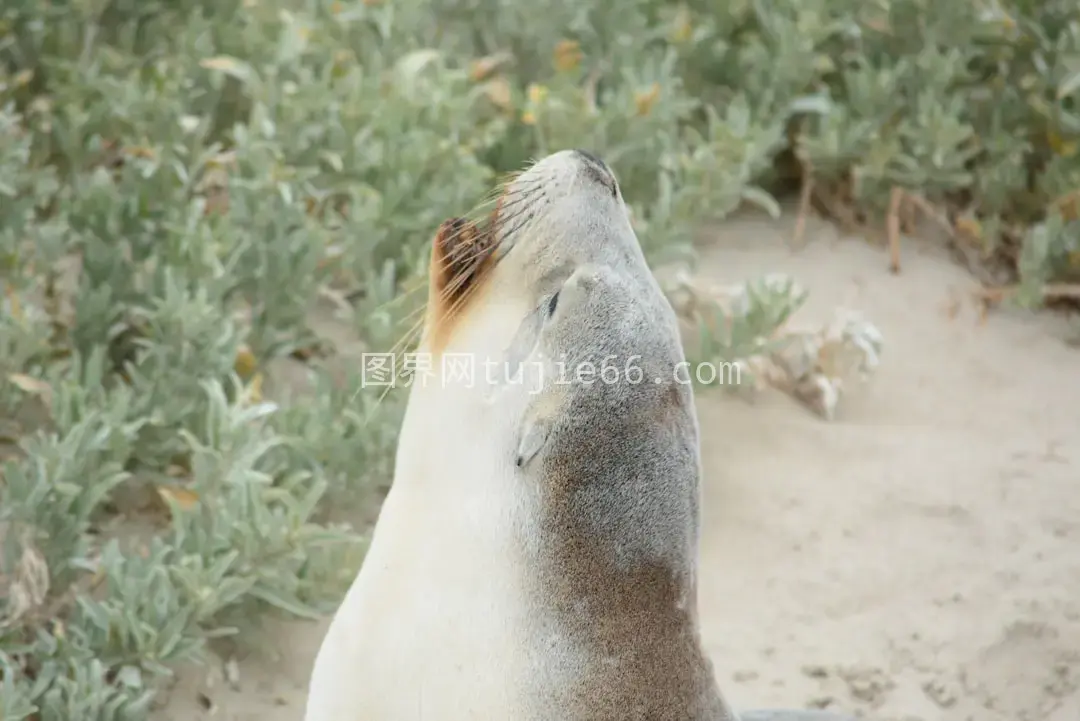 海滩海豹特写镜头图片