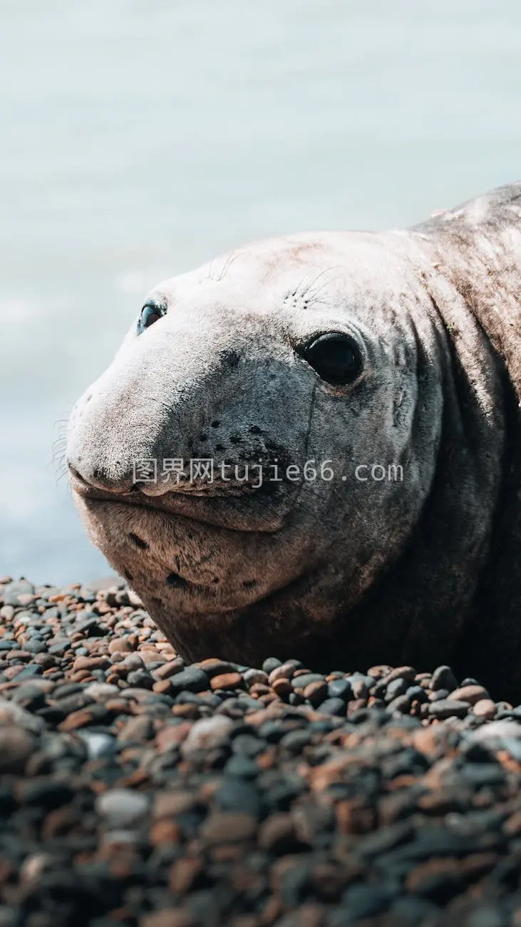 海象海滩休息特写图片