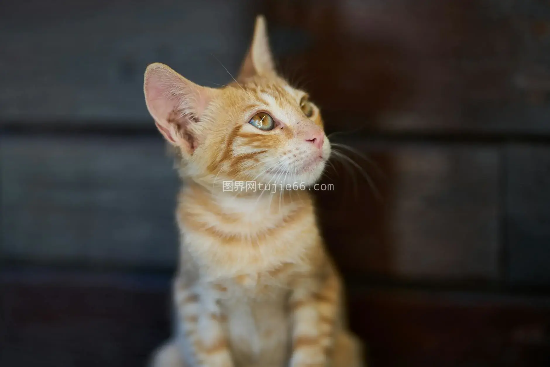 橘猫沉思眼神特写图片