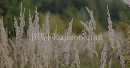 田野雨天景象