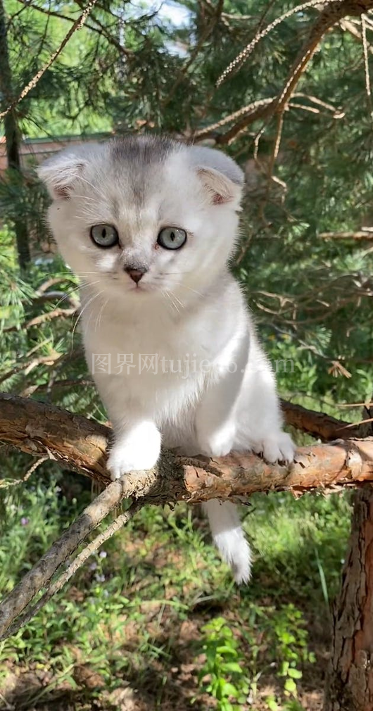 树枝上可爱小猫