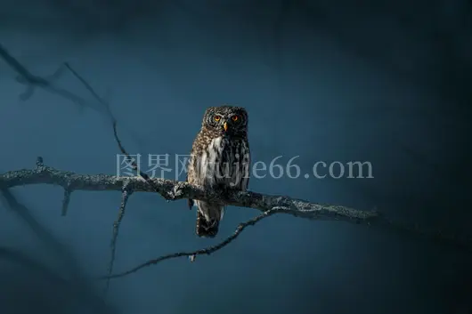 欧亚鸮夜栖森林枝头
