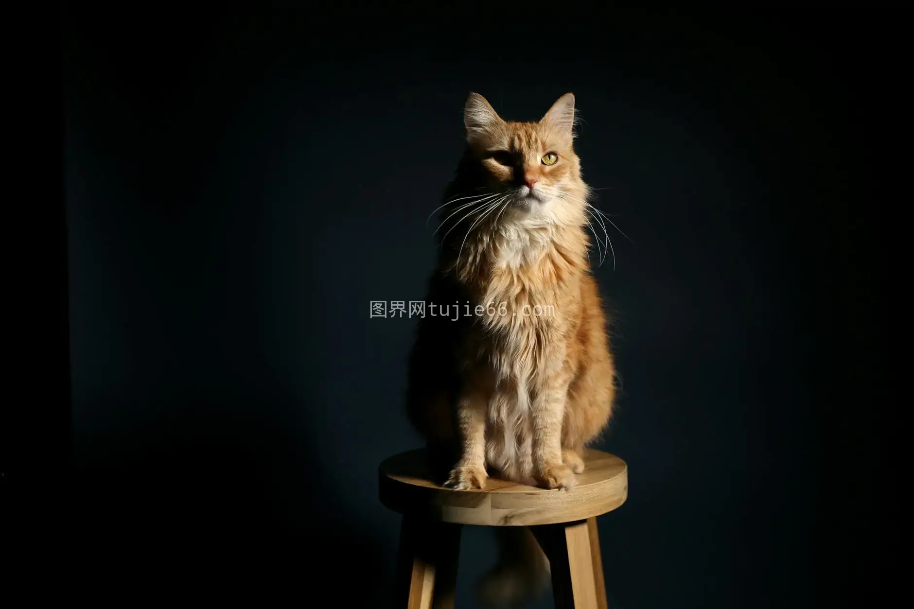 高贵橙色虎斑猫凳上深色背景图片