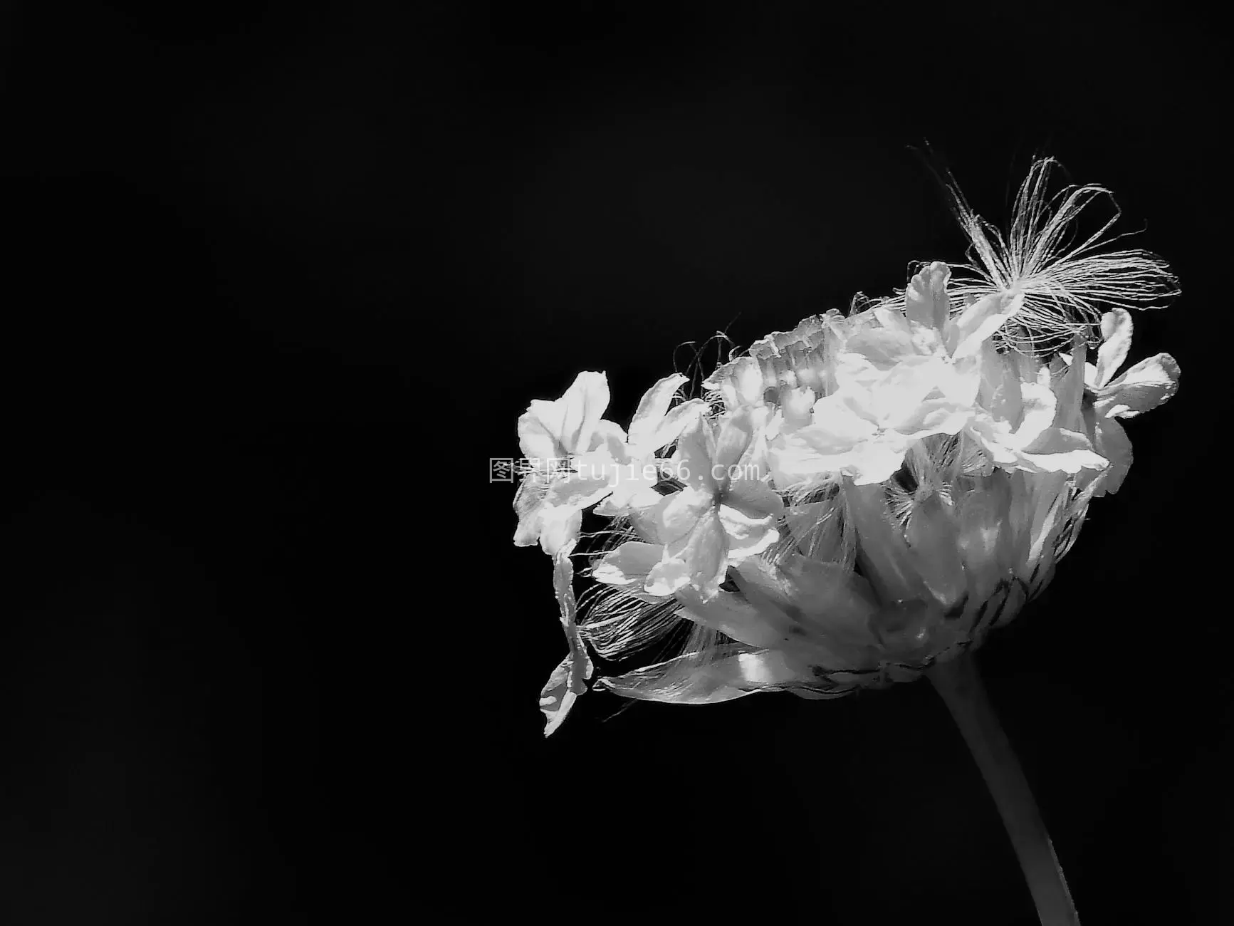 艺术黑白花特写背景黑图片