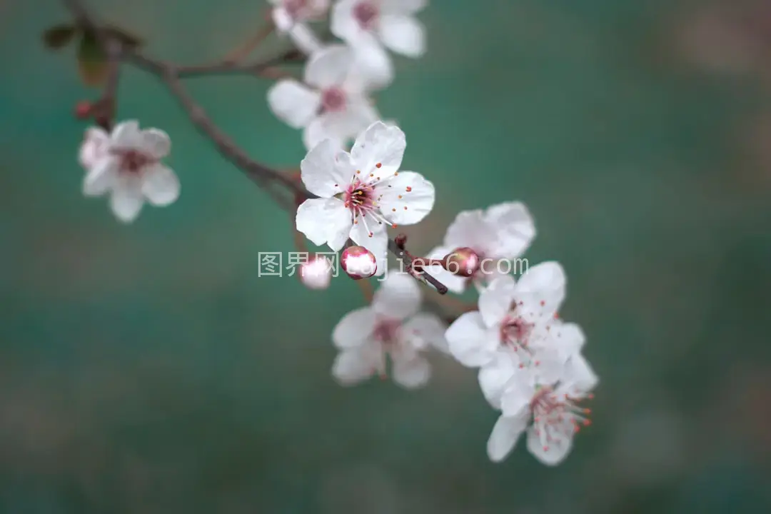 白色樱花特写摄影美图图片