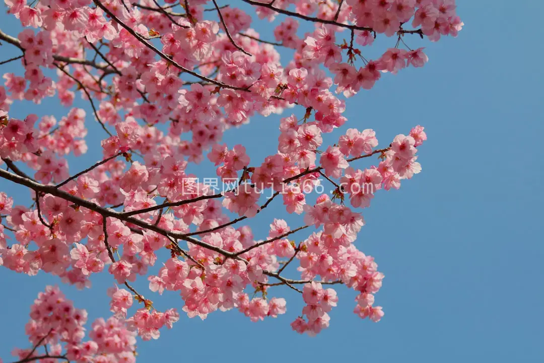 蓝天下的粉色樱花树春景图片