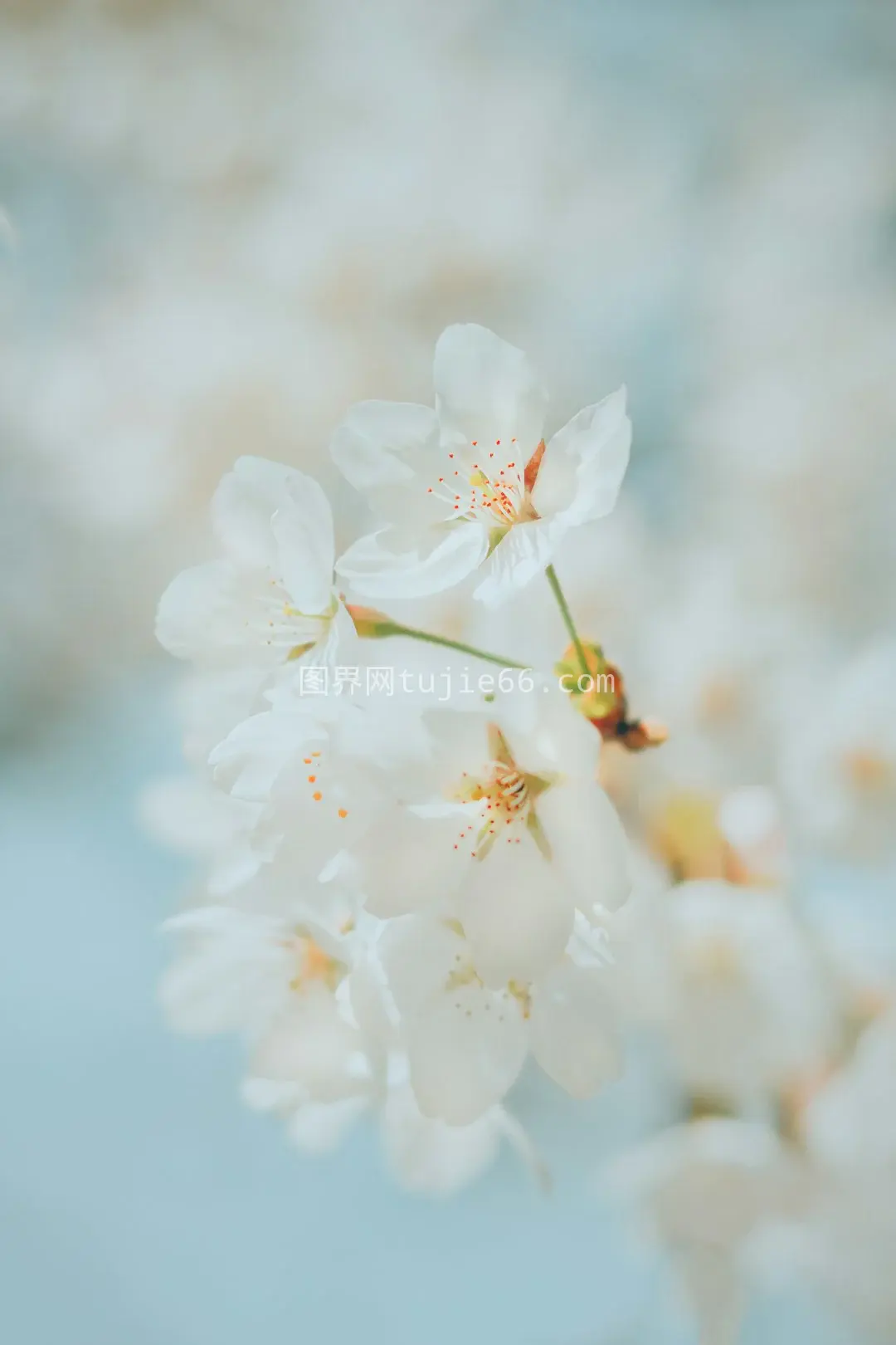 高清特写白樱花摄影美图图片