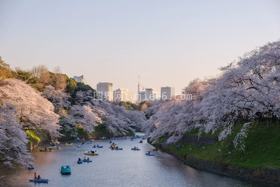 白色樱花树映衬春日美景图片