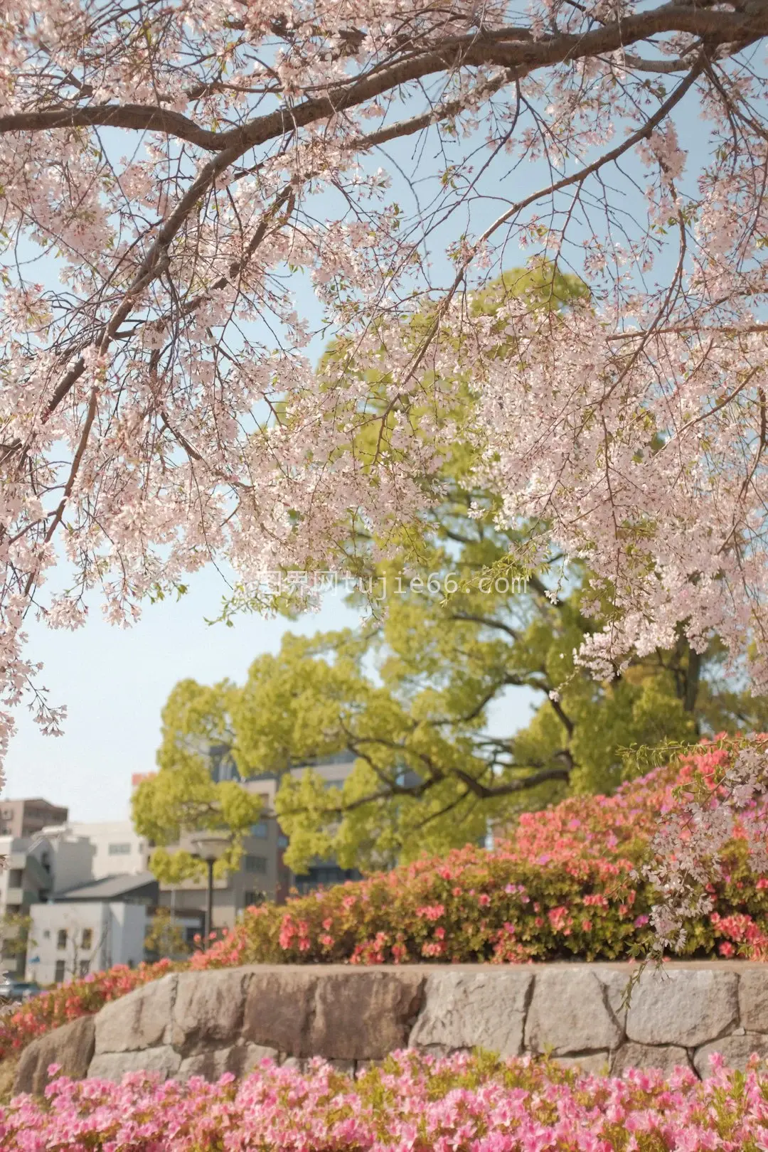 白天粉白樱花景图片