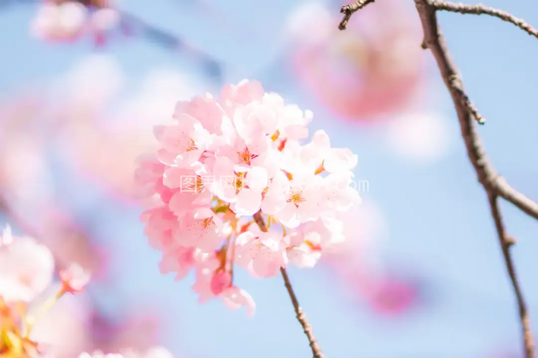 粉色白色樱花特写摄影美图图片