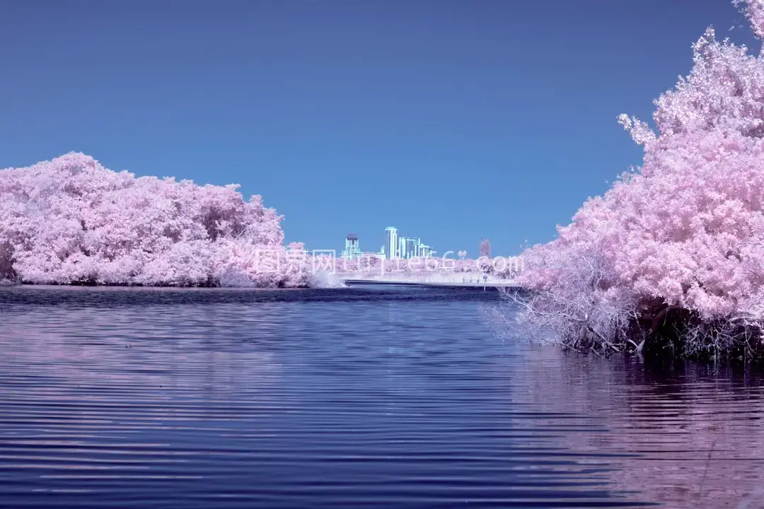 粉色樱花盛开近海春景图片