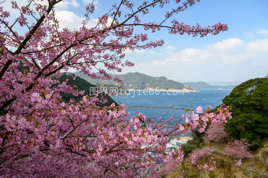 粉色樱花树映水体 白天景致图片