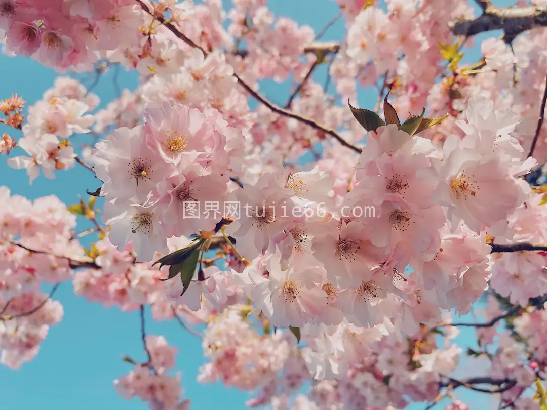 粉色樱花特写摄影美图图片