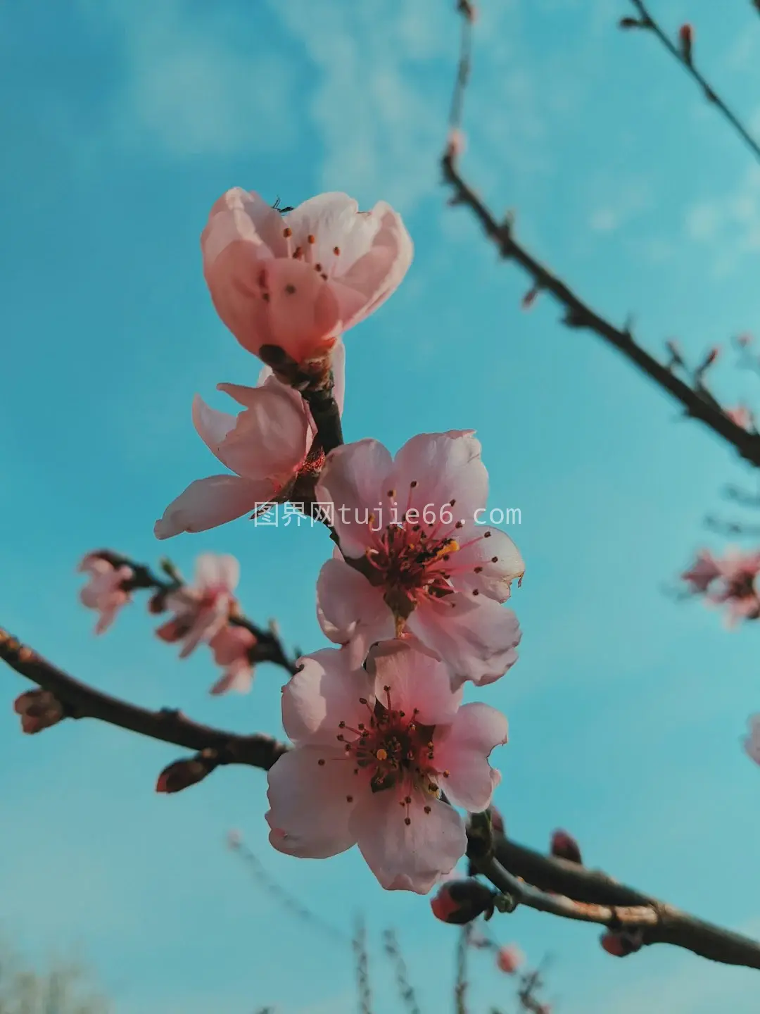 粉色樱花盛白天景图片