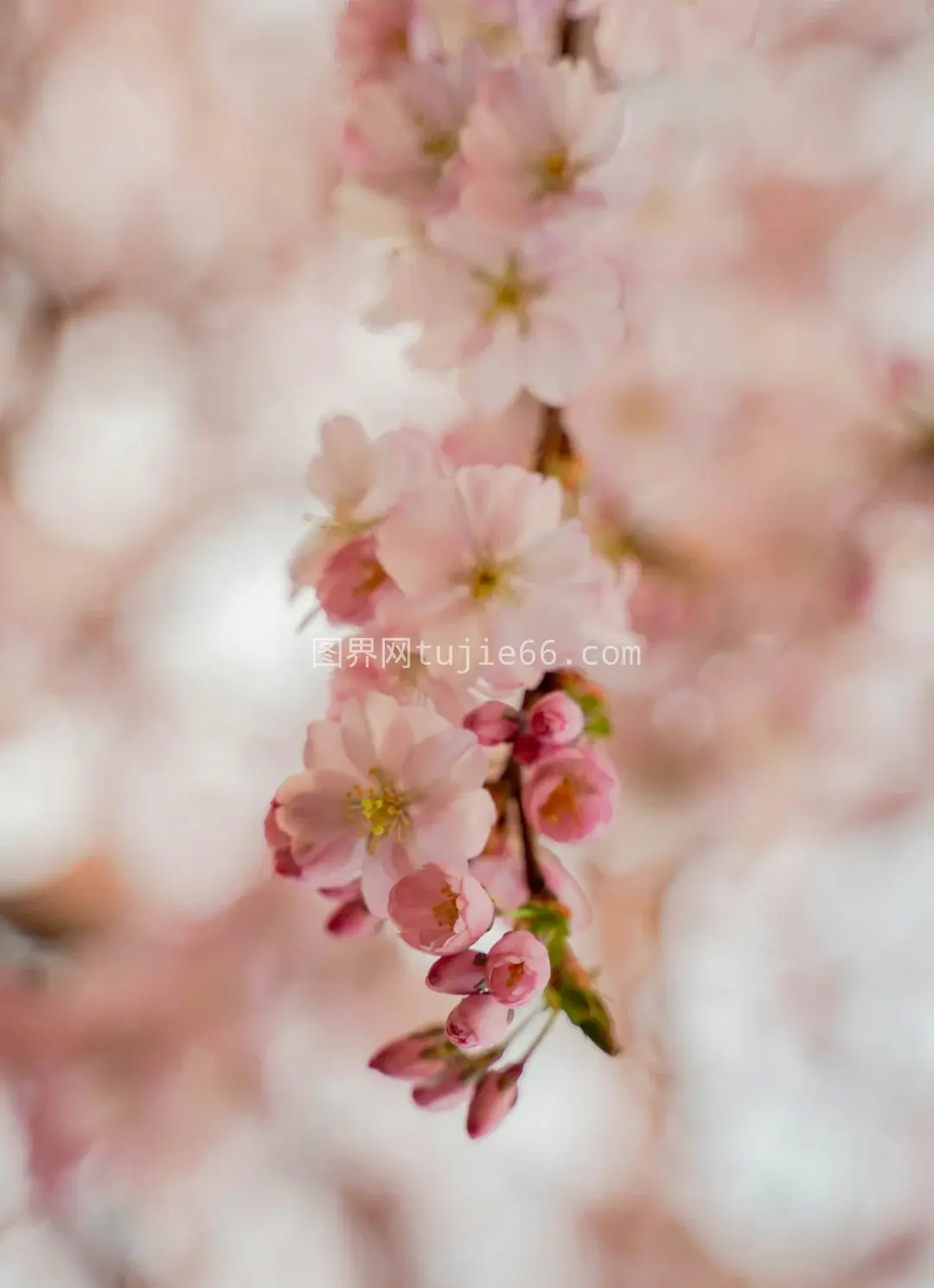 樱花特写粉色白花美照图片