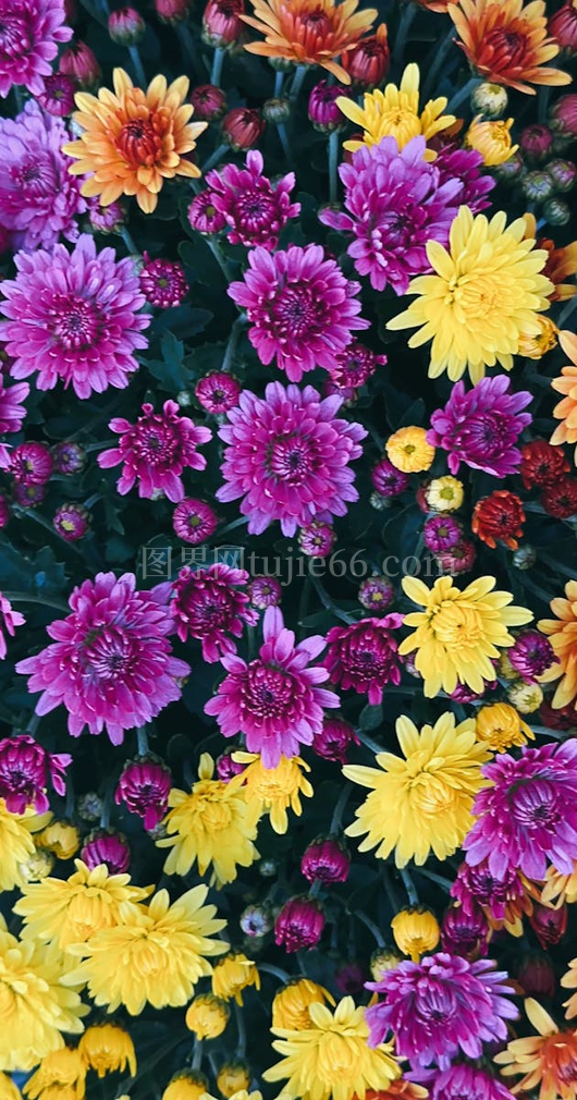 多彩花园花朵绚烂