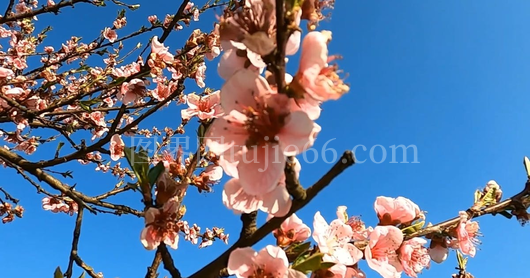 特写多种花卉之美