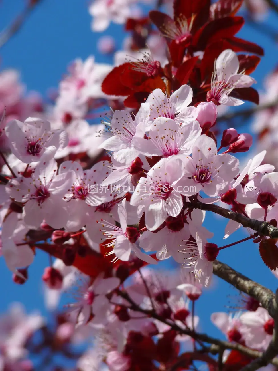 特写樱花蓝天天空映衬图片