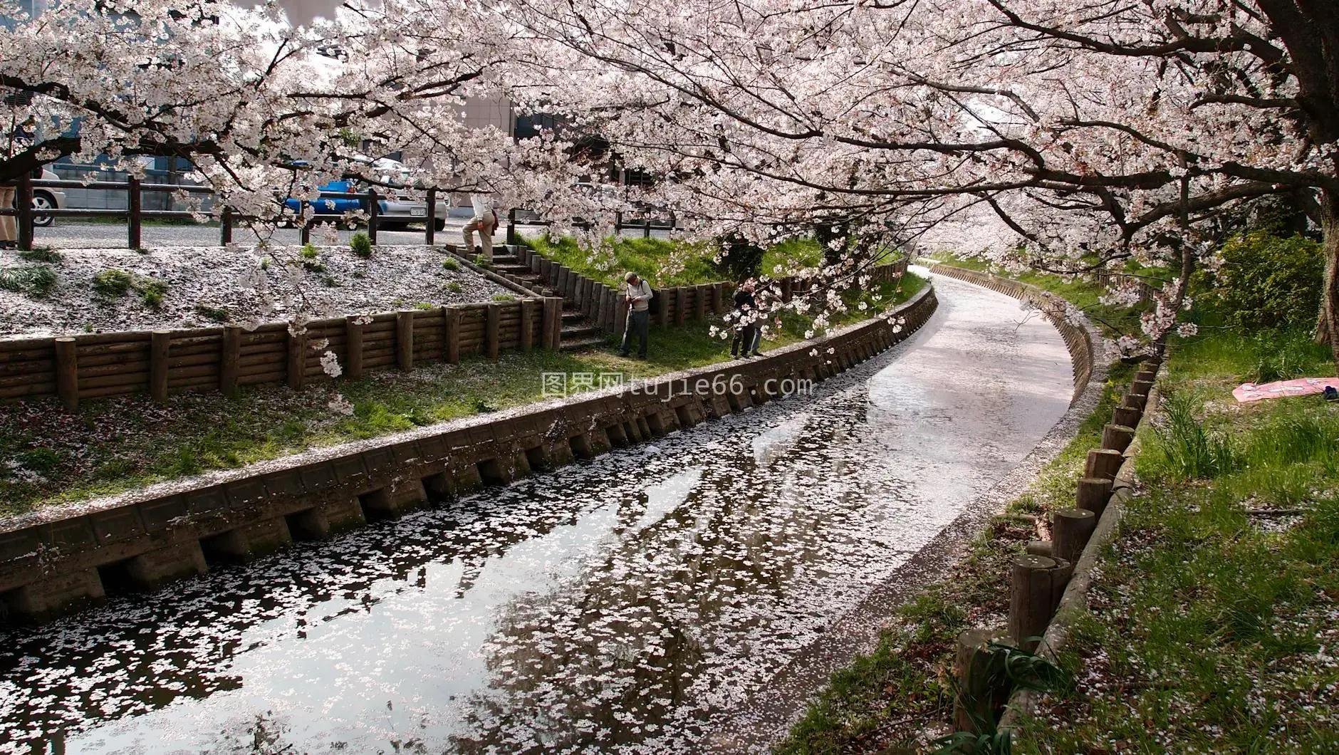 春日运河樱花盛放景致图片