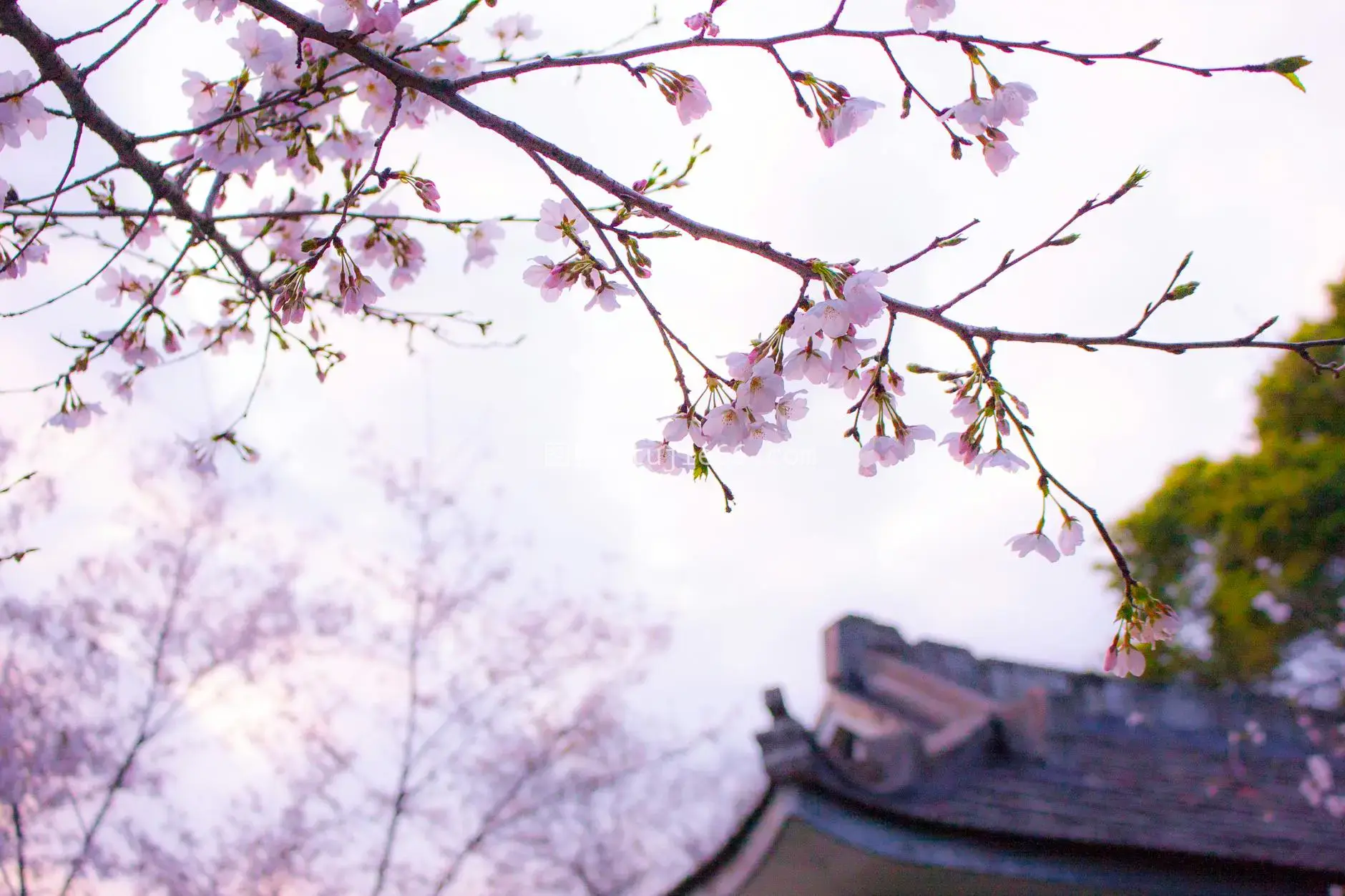 樱花树枝映衬日式屋顶春景图片