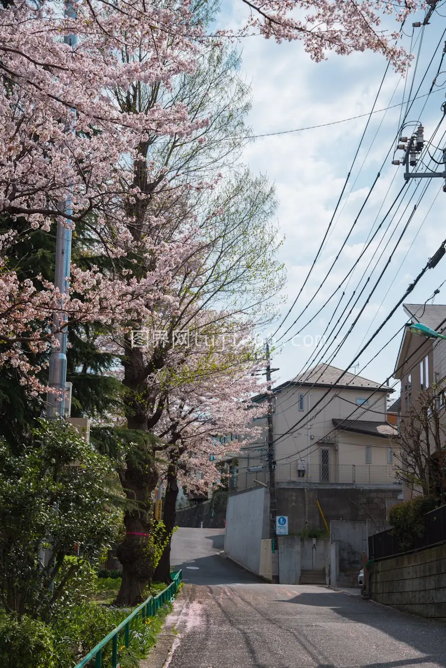 春日樱花街道景图片