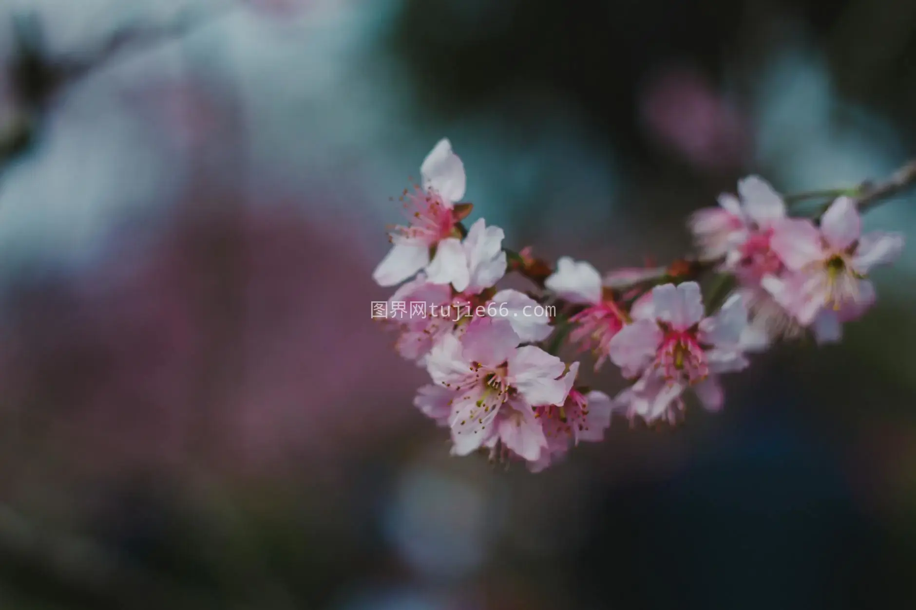 特写樱花盛开春之韵图片