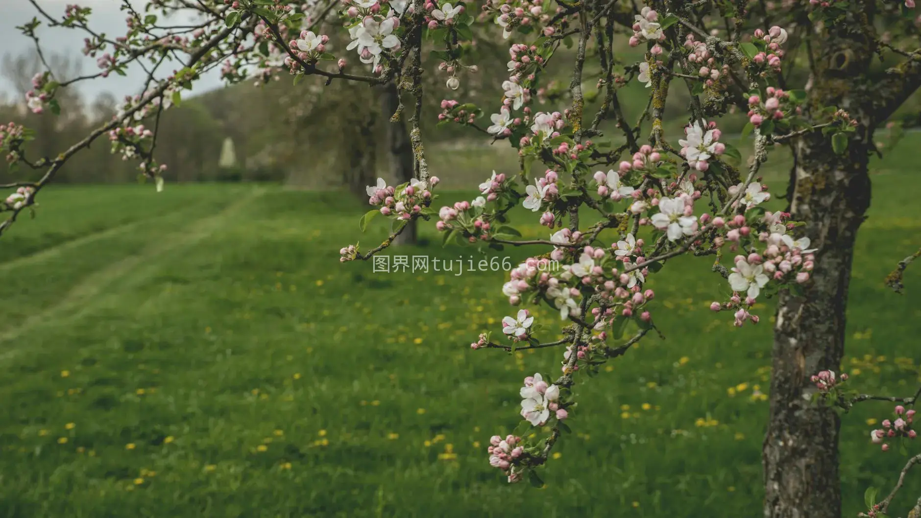 樱花春日绿茵静美图图片