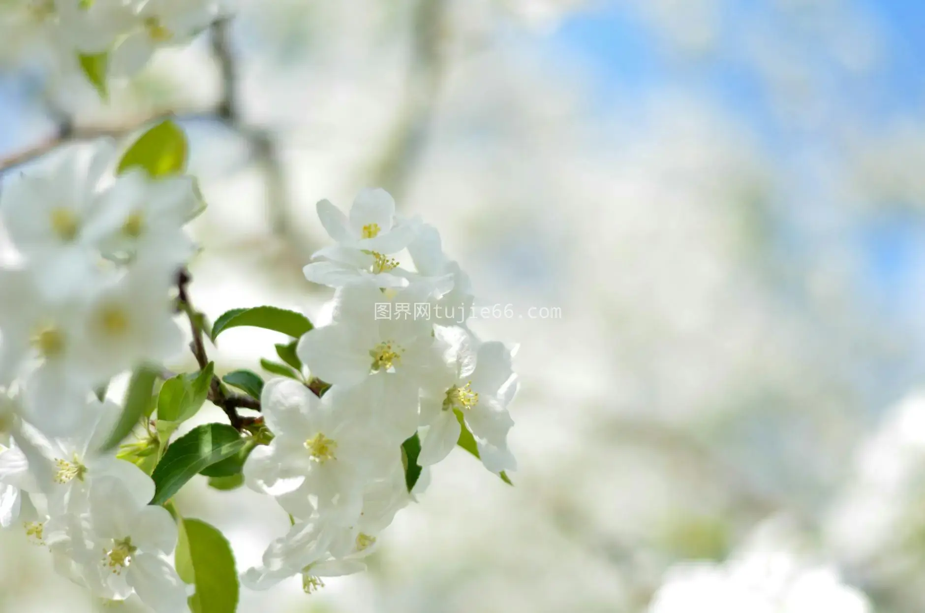 特写樱花春意盎然图片