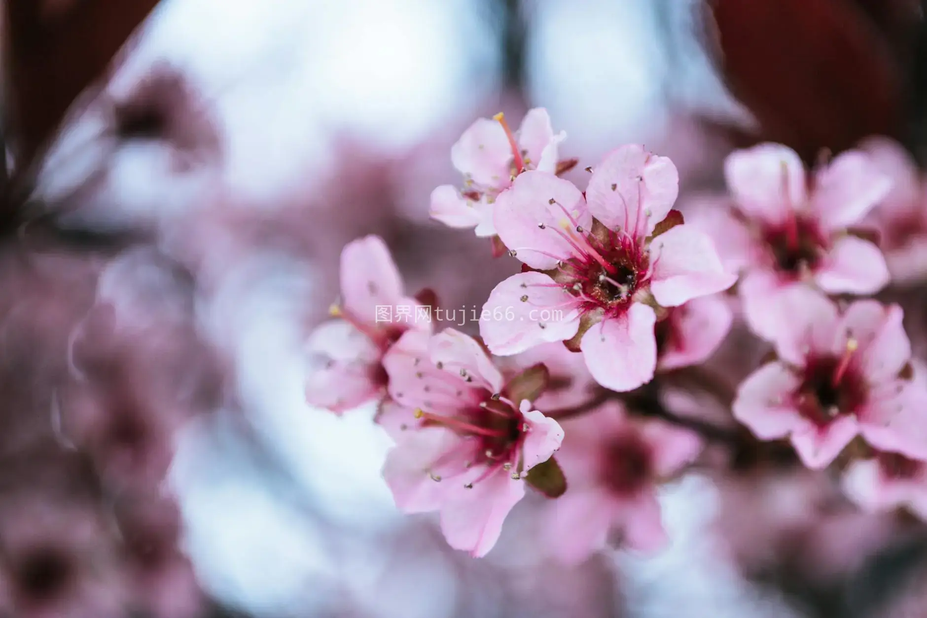 特写樱花盛开粉红图片