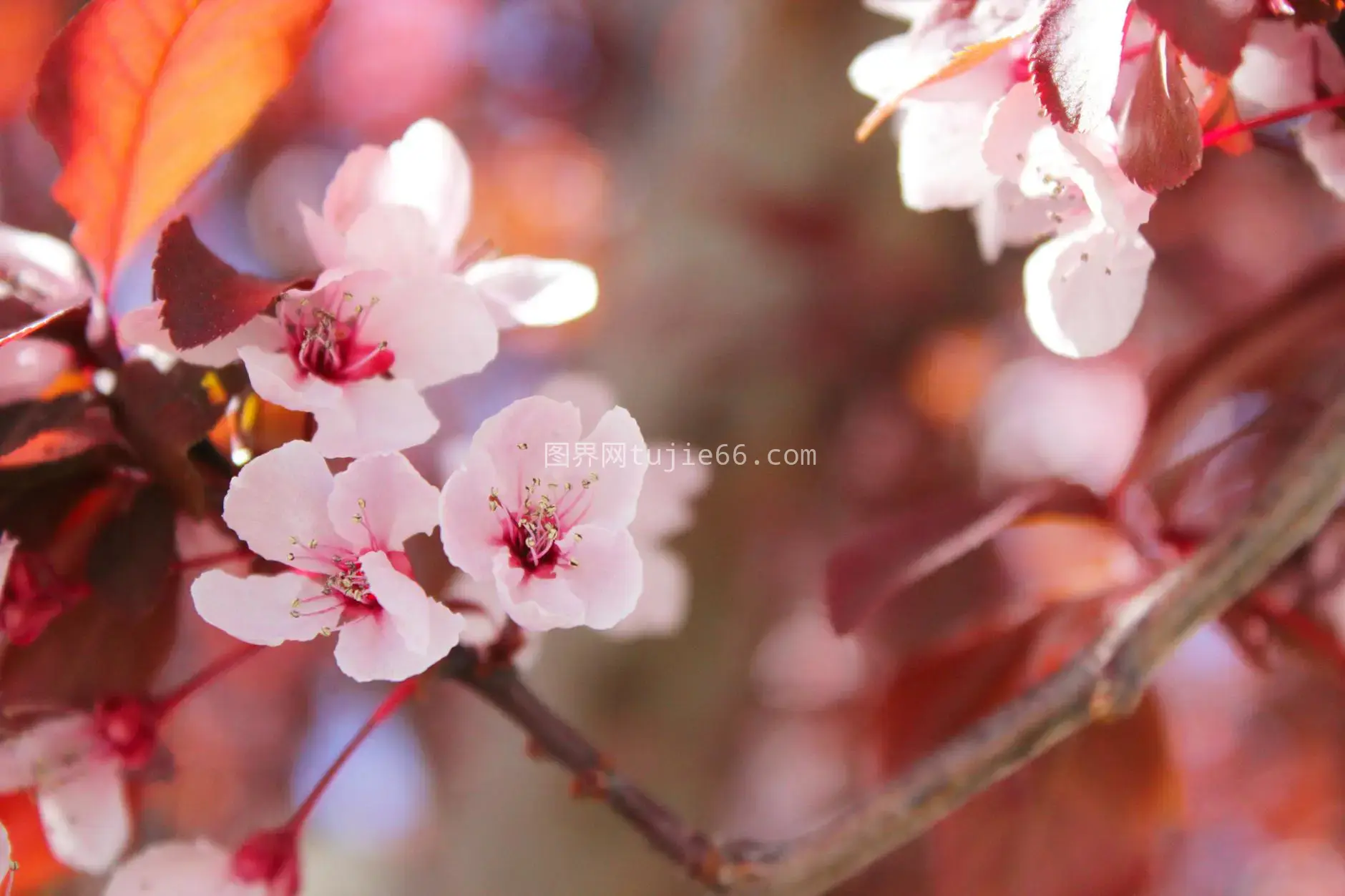 特写粉色樱花春意盎然图片