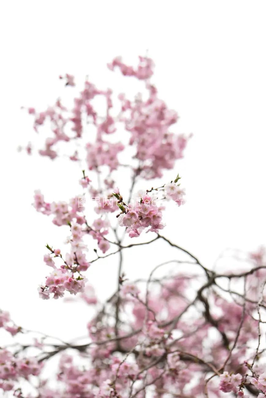 特写粉色樱花枝条白背景图片