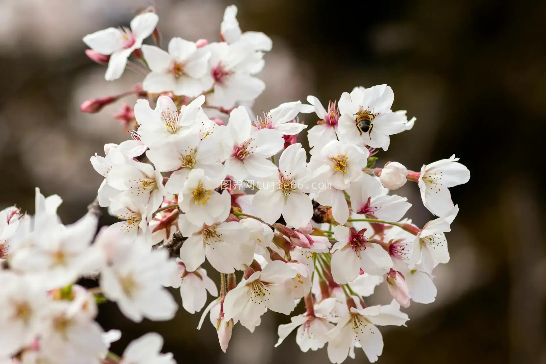 白樱花蜜蜂春景美图片