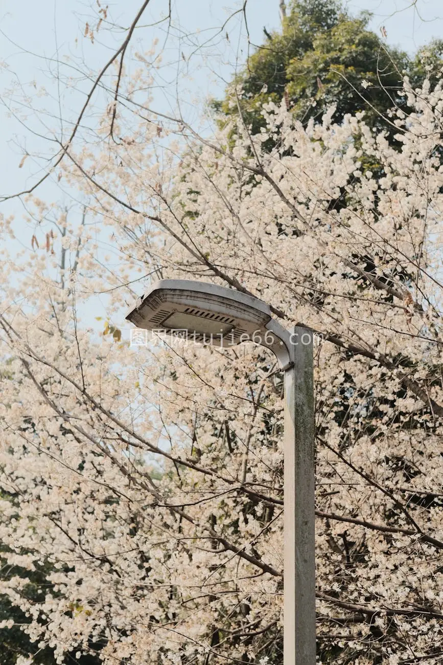 樱花路灯映春色户外图片