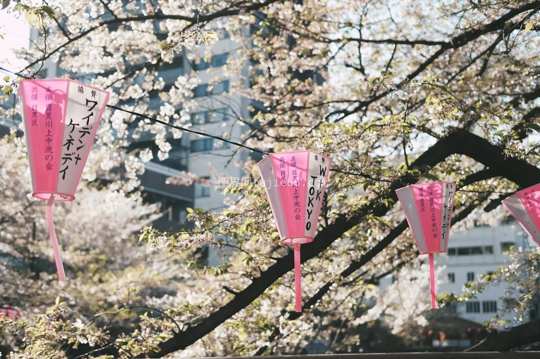 东京公园樱花灯笼春色图片