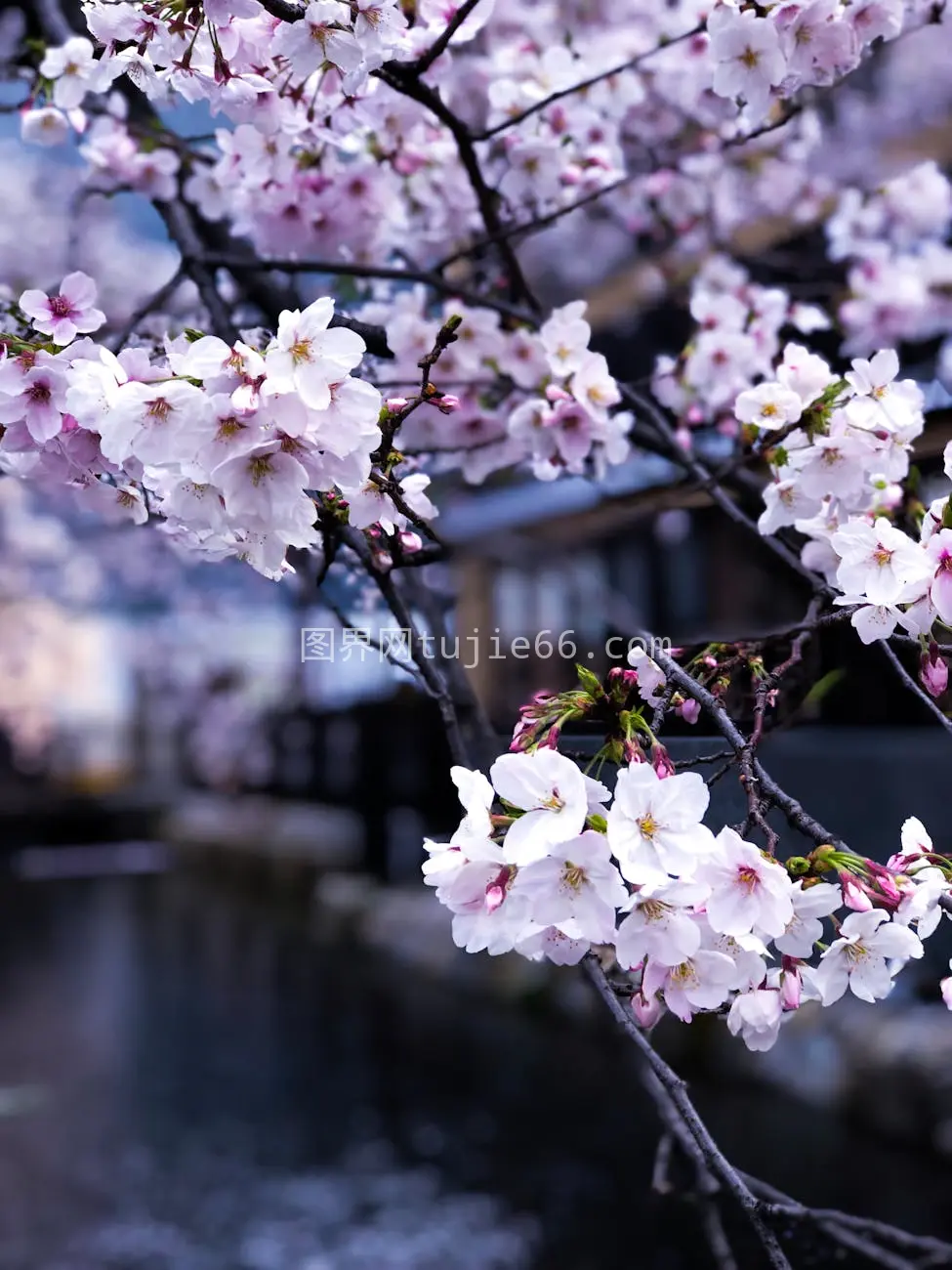 春日樱花水畔盛景图片