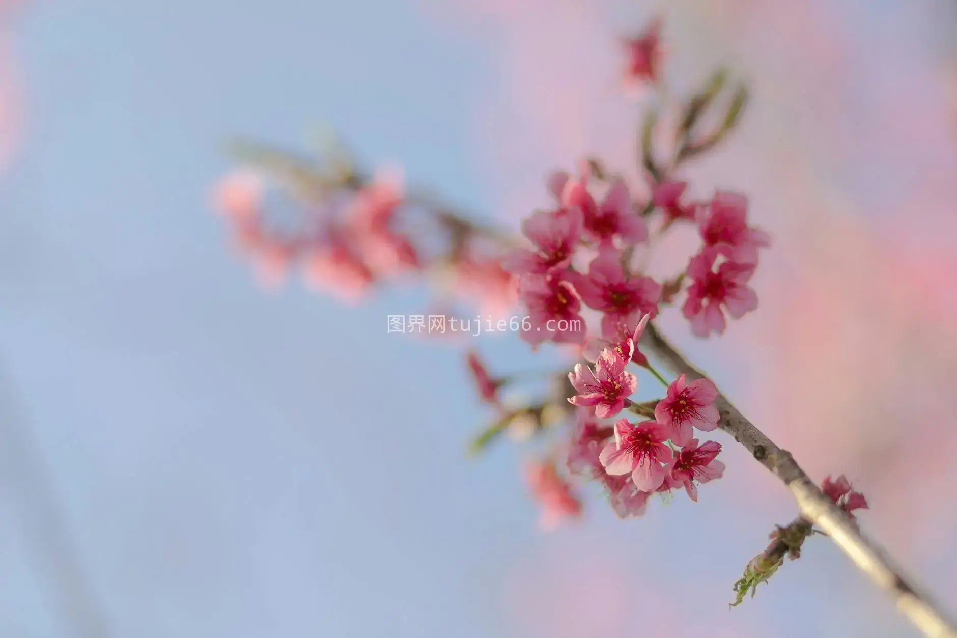 春日樱花蓝天特写图片