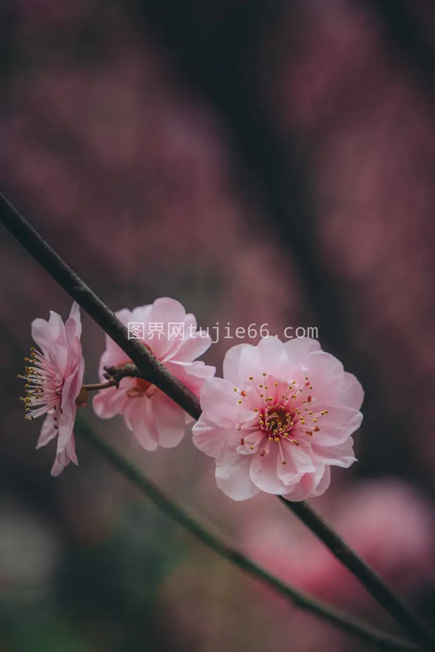 春日樱花特写背景模糊图片