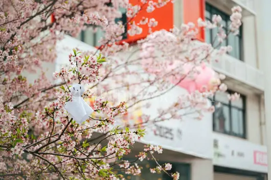 樱花树下挂晴雨娃娃都市好天气
