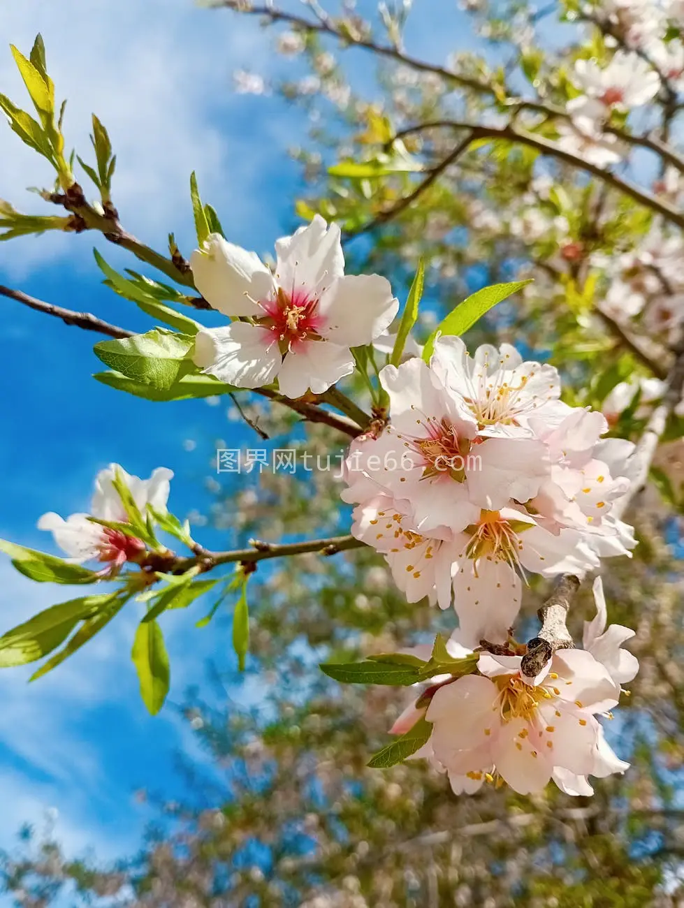 樱花盛开映蓝空图片