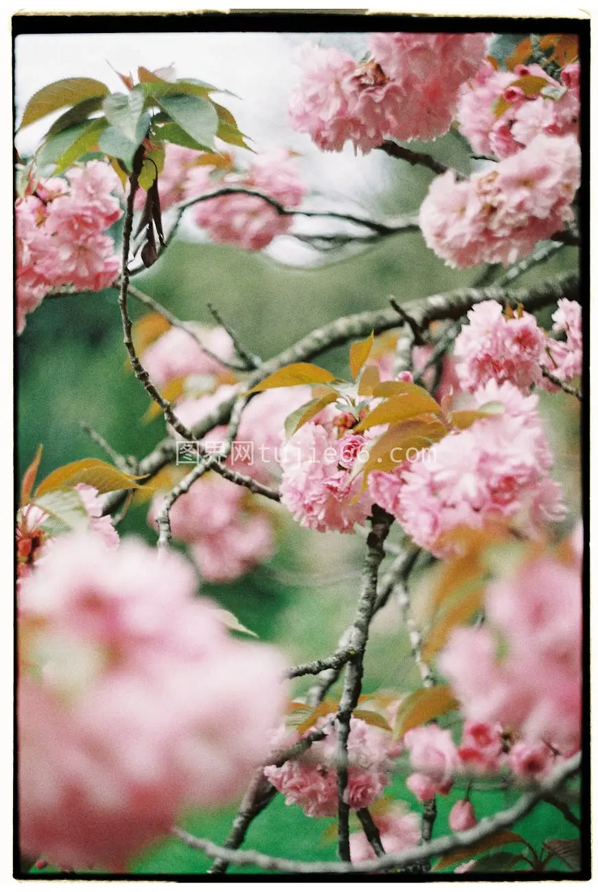 樱花特写花园景图片