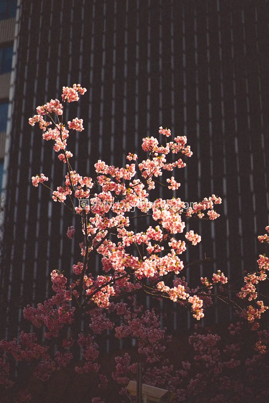 东京樱花摩天楼春景图片