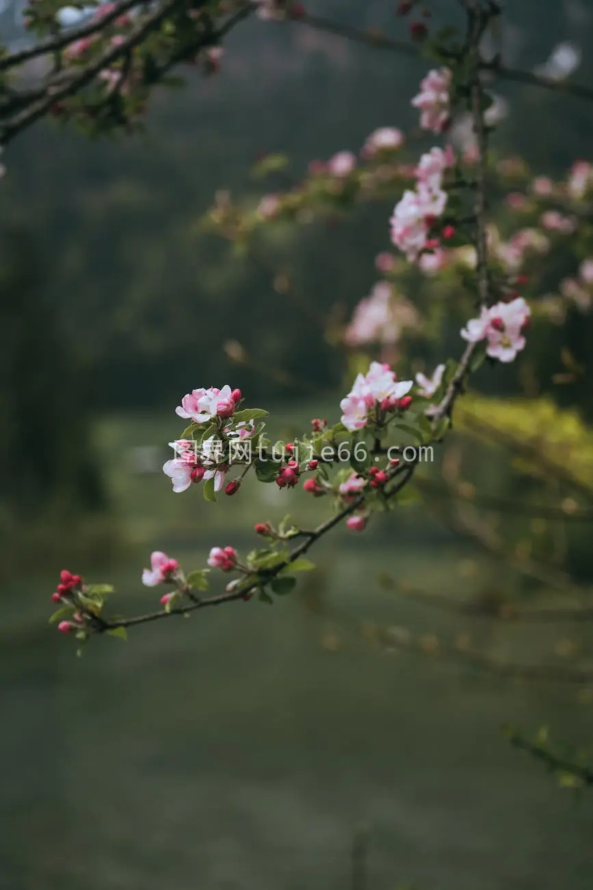 春日樱花美景图片