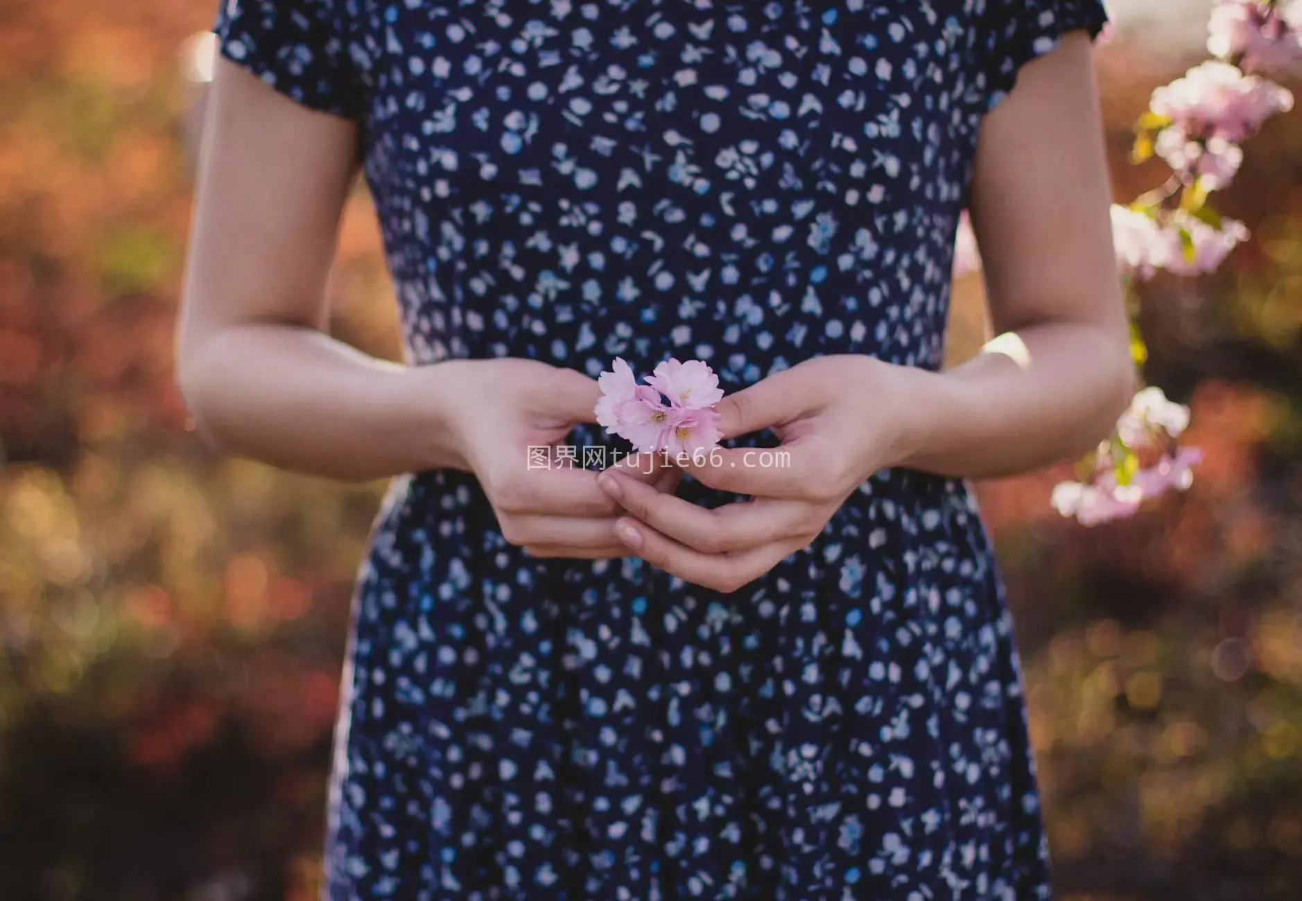 花裙女性樱花春花园图片